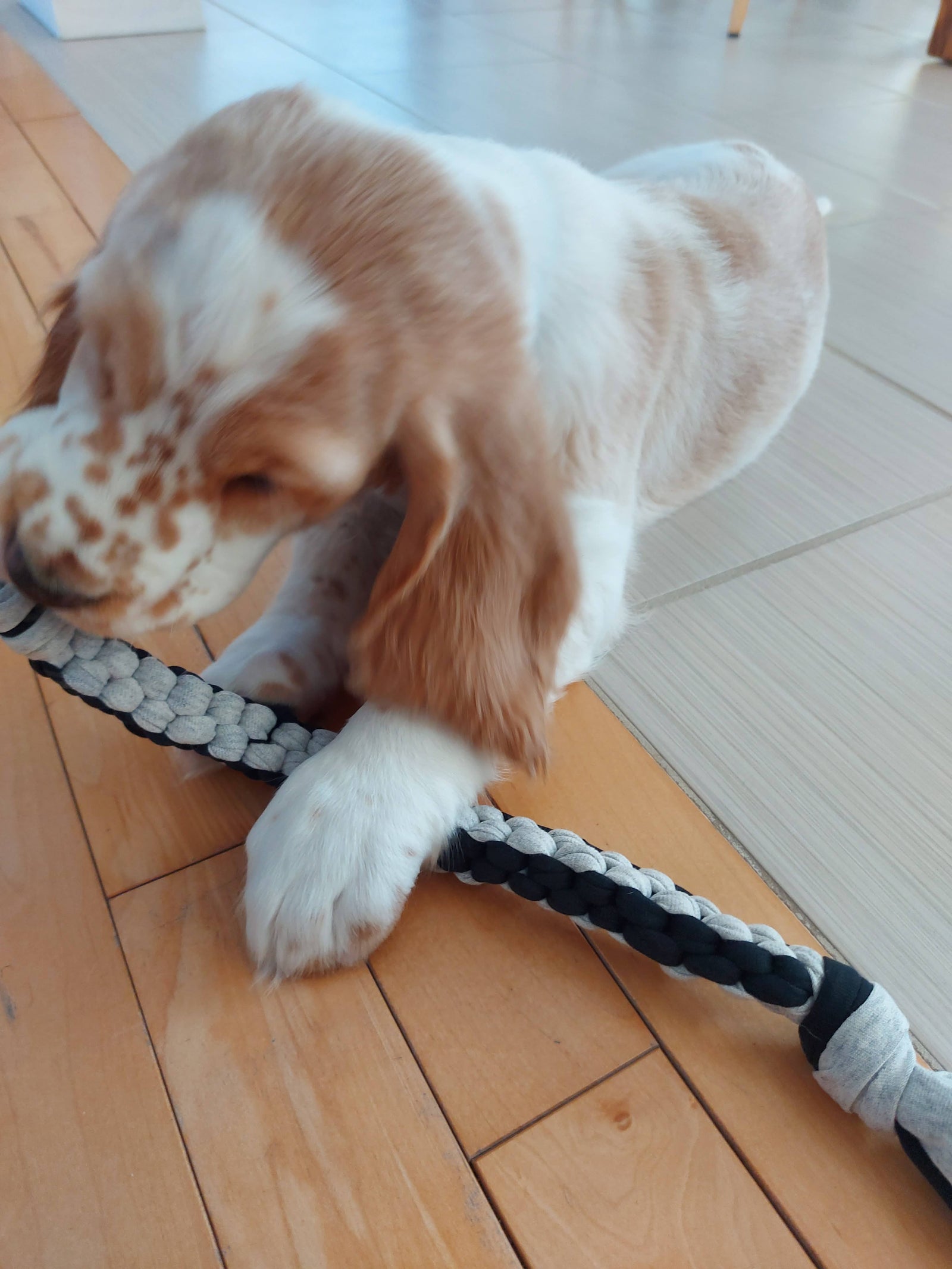Idées de jouets pour animaux